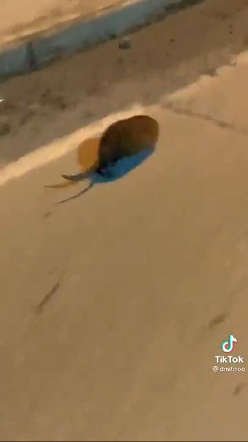 Крысаааа 2 😂 смех до слёз #shorts #smeh #приколы2021 смотреть онлайн