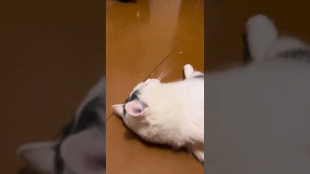 Пятничный Дон Батон смотреть онлайн