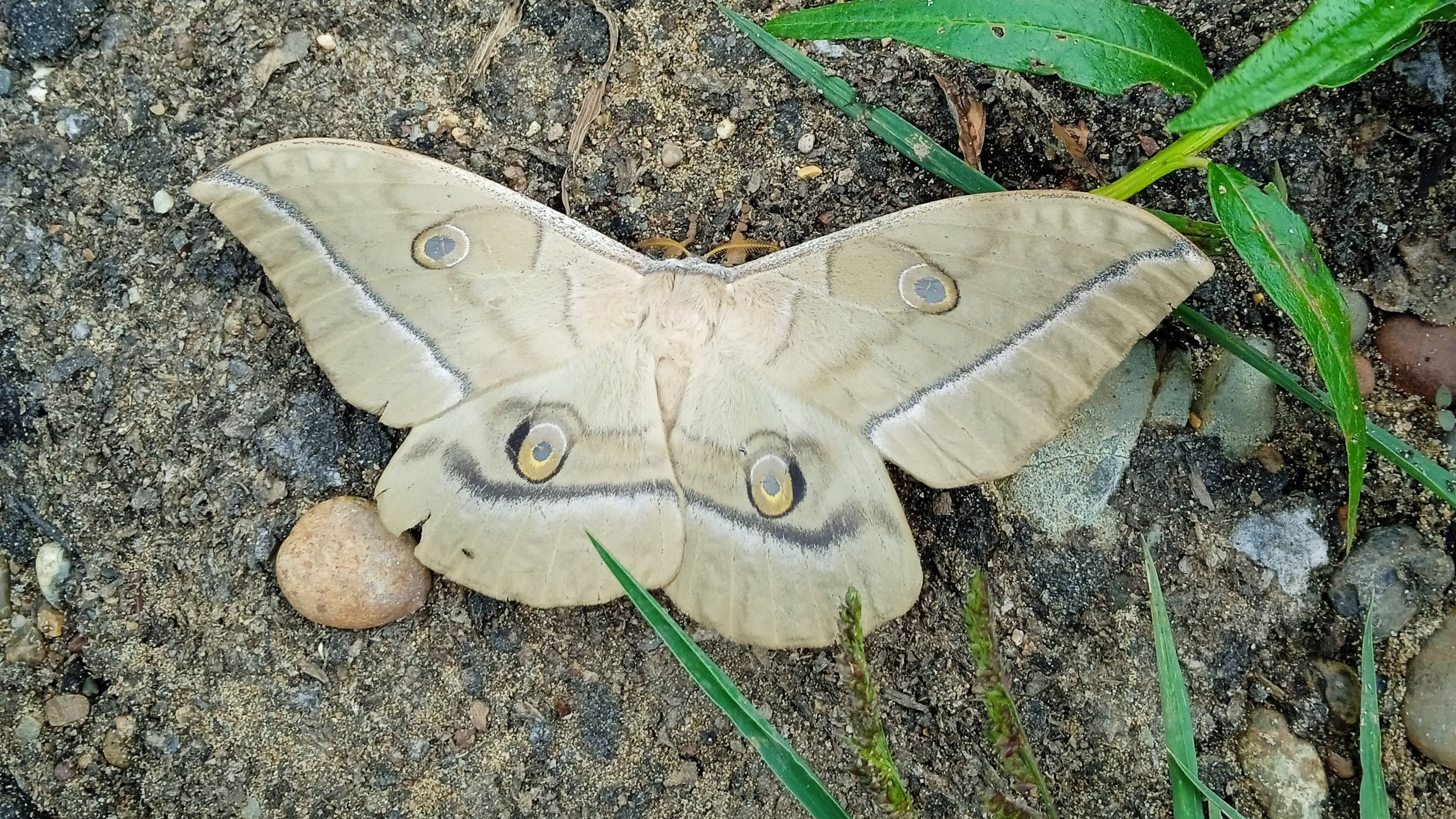 #hobby #shorts Моё хобби