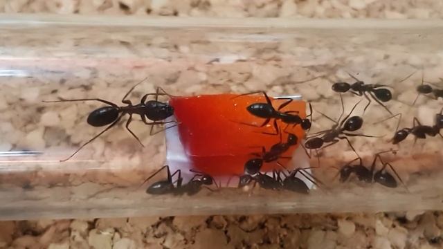 🐜 Camponotus jianghuaensis & Malina [Tydzień 8] смотреть онлайн