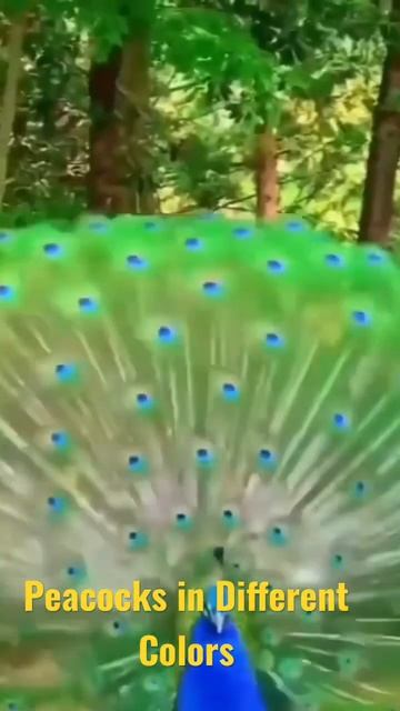 Beautiful Peacocks in Different Colors|#shorts#colors #ytshorts#birds#youtubeshorts #nature#colours смотреть онлайн