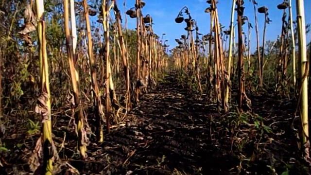 САМВЕЛ АДАМЯН ПРИДУМАЛ НОВЫЙ БИЗНЕС ПРОДАЖА МАМКИНЫХ Б\У ТRYS0В смотреть онлайн