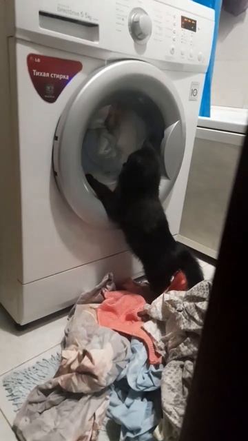 кошка охотится на стиральную машинку смотреть онлайн
