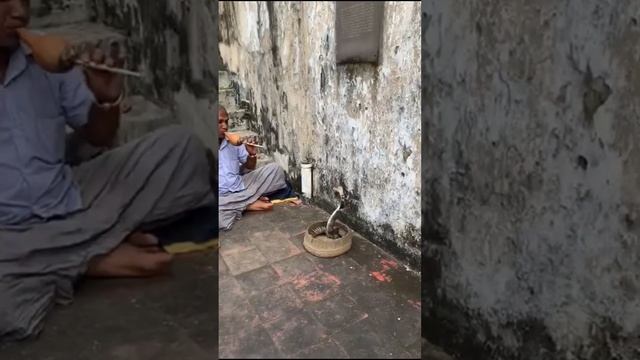 Укротитель змей на острове Шри-Ланка #snake #hypnosis #cobra смотреть онлайн