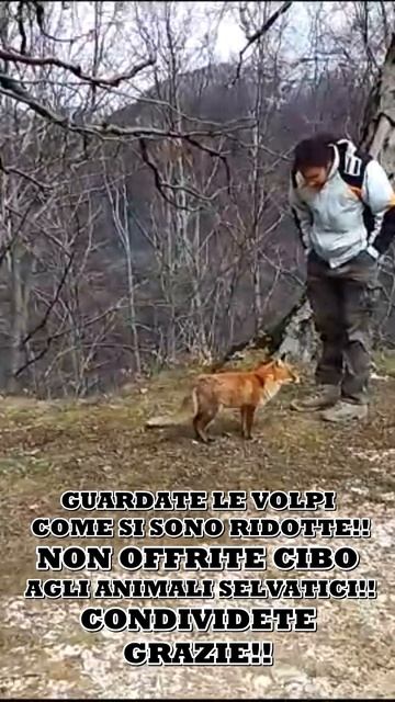 NON OFFRITE CIBO alle volpi #SHORTS смотреть онлайн