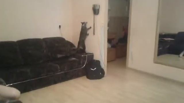 Телефонный кот. смотреть онлайн