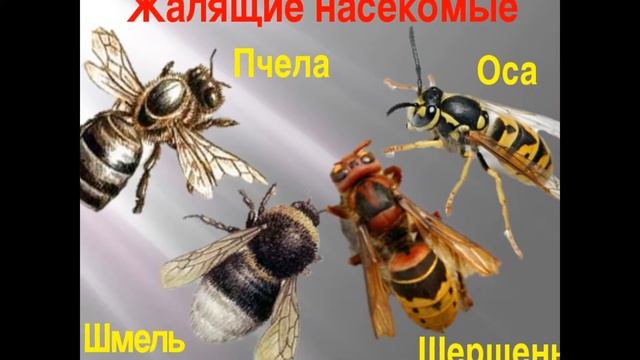 Шершни смотреть онлайн