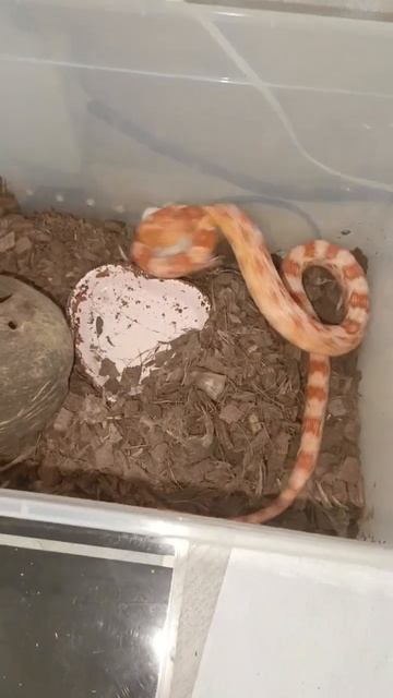 кормление змеи живой мышью смотреть онлайн