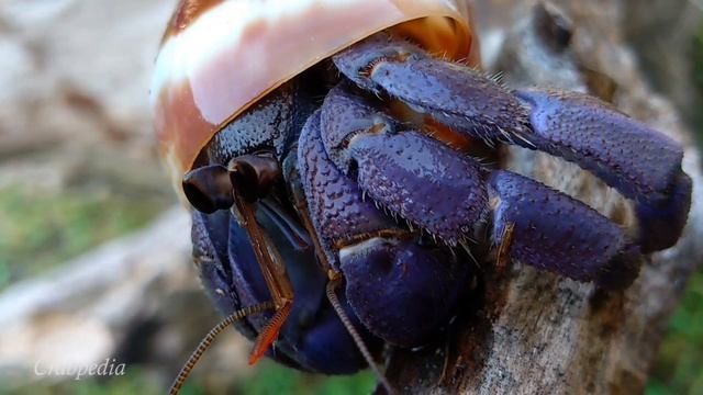Kelomang Coenobita lila Memakai Cangkang Achatina fulica | Relaxing Video | Crabpedia смотреть онлайн