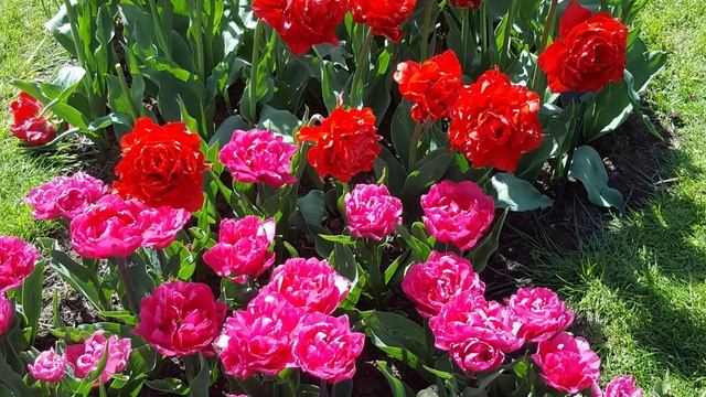 Тюльпаны (Амстердам) Keukenhof