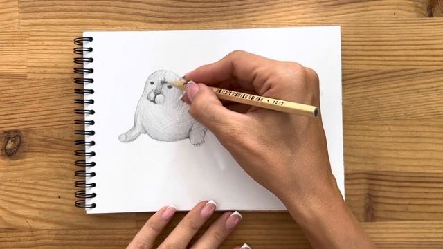 Как нарисовать тюленя карандашом | Рисунок для начинающих поэтапно смотреть онлайн