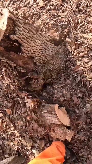 Sharp Chain vs Dead TREE 🔥#shorts #viral #shortvideo #arborist смотреть онлайн