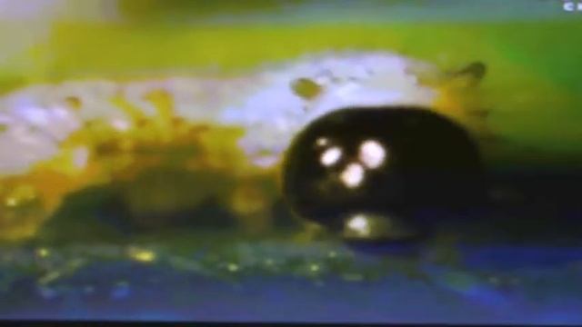 Discovery頻道:大樺斑蝶幼蟲與馬利筋 смотреть онлайн