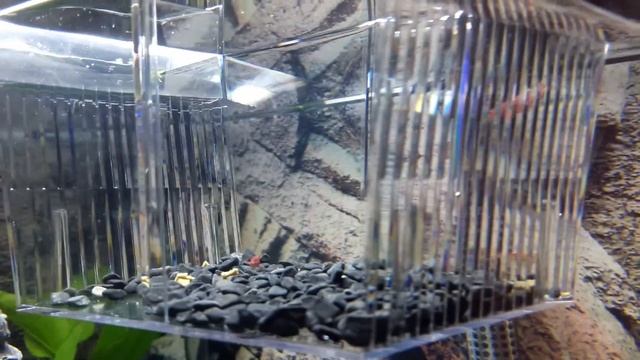 Juwel trigon 190, shrimps, barbus tetrazona смотреть онлайн