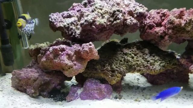 Chloe's Aquarium смотреть онлайн
