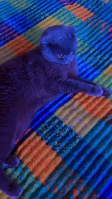 🔴КОТ СМОКИ🔴 смотреть онлайн