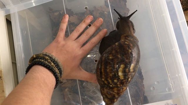 Archachatina marginata ovum +18cm смотреть онлайн