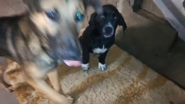 #в добрые руки!!! Нужен дом 🏠!!!! смотреть онлайн