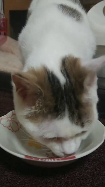 ちゅーるを食べる子猫【Kitten eating churu】 #shorts смотреть онлайн