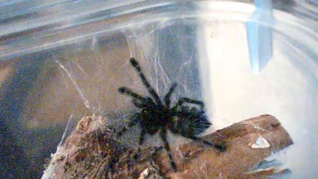 Avicularia versicolor смотреть онлайн