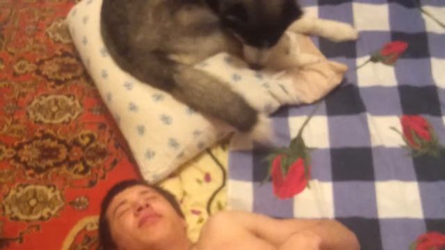 хаски руся дик смотреть онлайн
