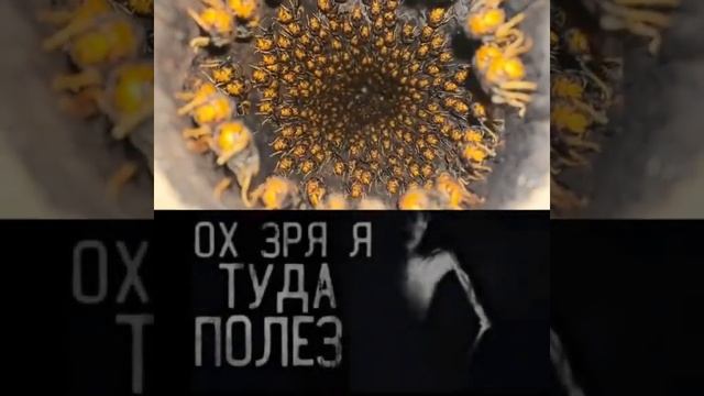 ох зря я туда полез #шершни #лето #страх #приколы #улей #тикток смотреть онлайн