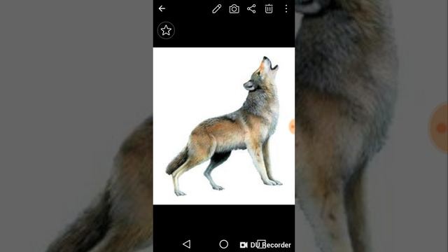 Grey Wolf ~Cooler Than Me смотреть онлайн