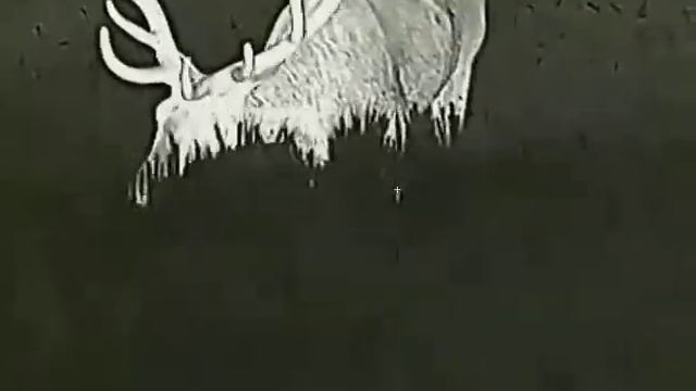 Infiray saim sct35 Deer too close смотреть онлайн