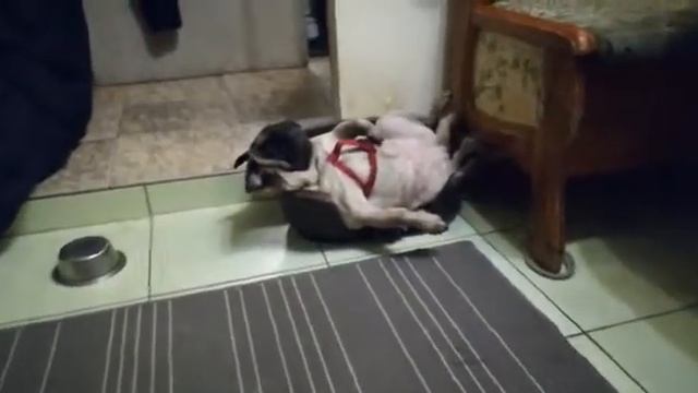 Приколы с животными "кайфуша" смотреть онлайн