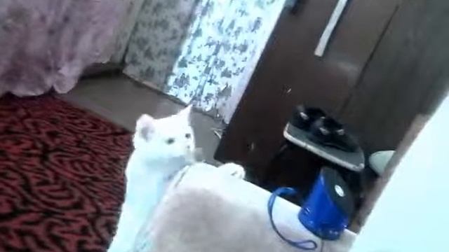 Кошка ненавидит колонку😹😹😹😹 смотреть онлайн