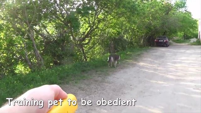 Anti bark device смотреть онлайн