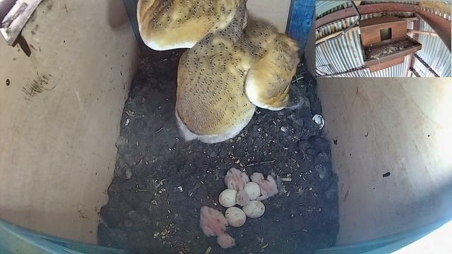 Barn Owls Nest Day 47 under 2 minutes смотреть онлайн