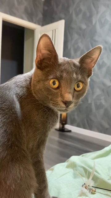 Прием гостей. Часть 2 #бася #кот #животные #прикол #юмор смотреть онлайн