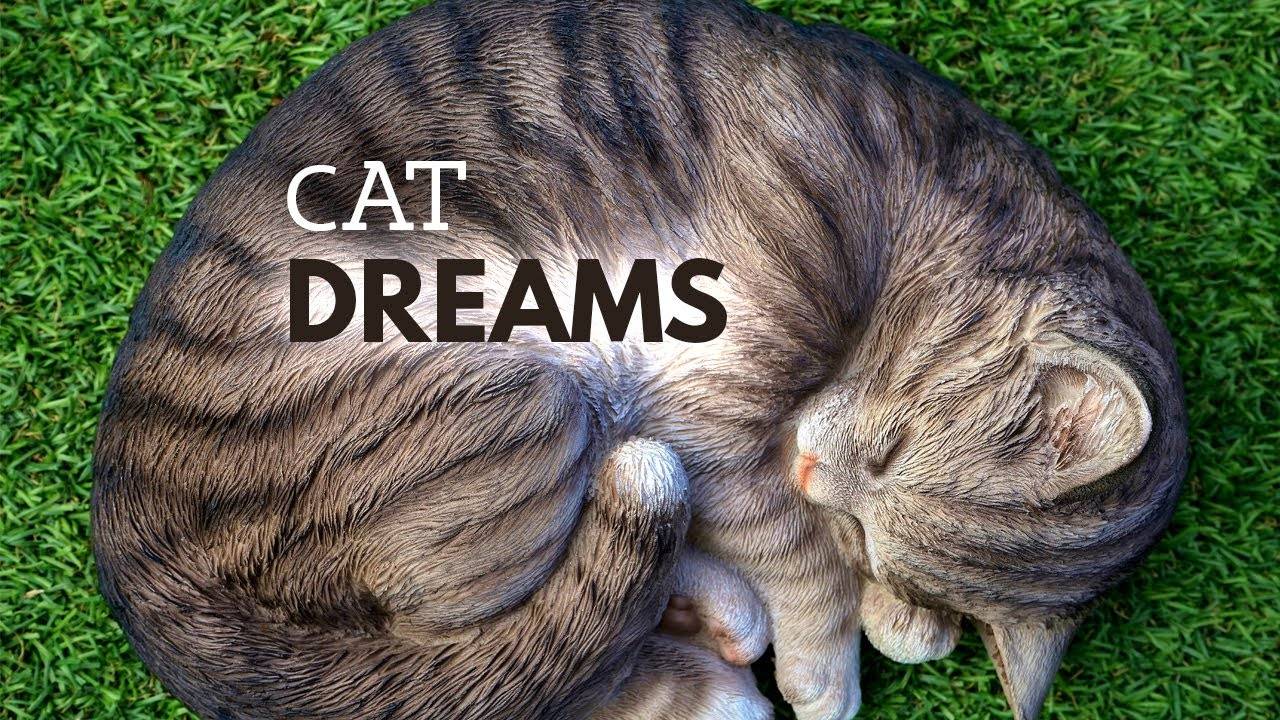 Как спят кошки