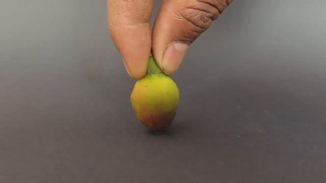 BUDDY TOP - ENGLISH - Top from a tree bud! смотреть онлайн