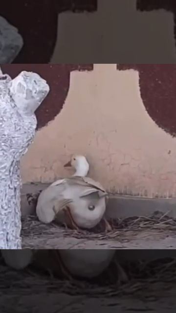Duck gets reverse anal! MUST WATCH 😂 😂 😂 😂 смотреть онлайн