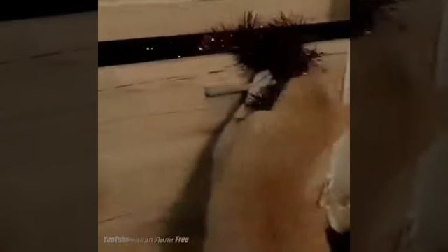 Рыжая кошка и Новый год / Смешное видео смотреть онлайн