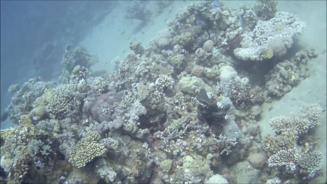 Underwater Impressions from Marsa Mubarak - Diving in the Red Sea Egypt