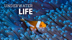 Удивительный подводный мир