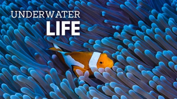 Удивительный подводный мир