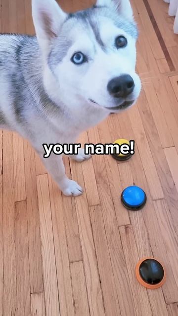Husky Uses Her Talking Buttons to Say My "Name"! смотреть онлайн