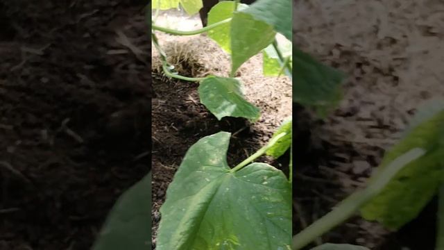 Огурцы в теплице. Начало июня. Подкормка кальциевой селитрой смотреть онлайн