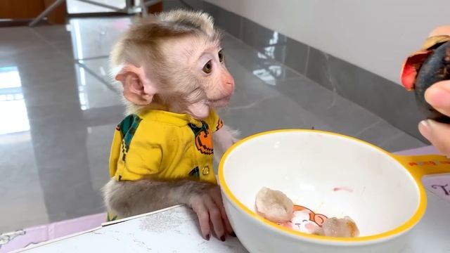 So Smart!, Monkey Puka goes to Find Mom to help Him eat the Mangosteen смотреть онлайн