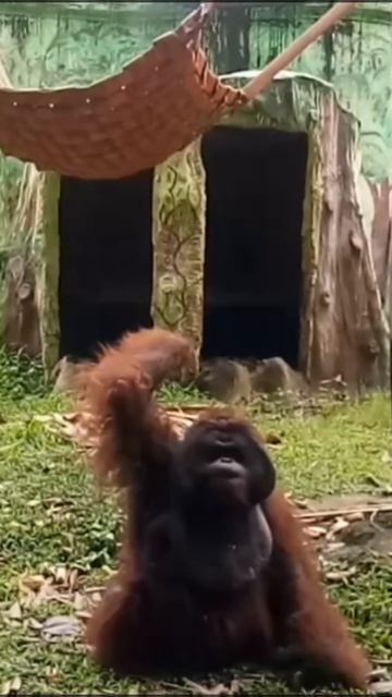 Funny apes |Orangutan throws Guava fruit #funny short in Bali zoo#apes#great apes смотреть онлайн