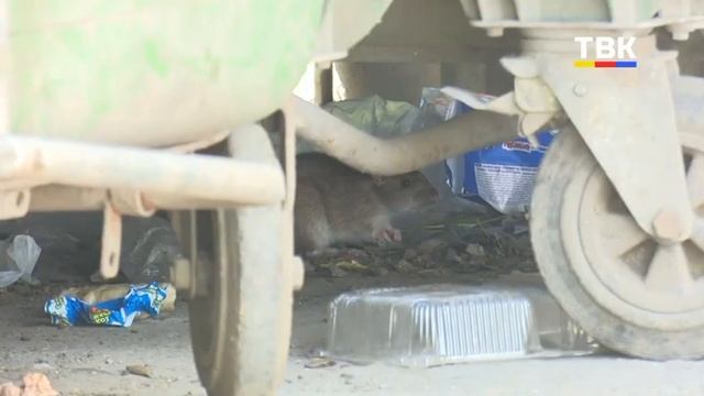 Шайка крыс облюбовала контейнерную площадку общежития политеха и дома по ул. Островского, 101а смотреть онлайн