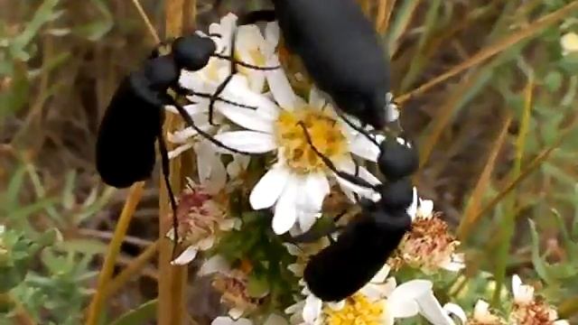 Blister Beetle of Colorado Springs смотреть онлайн