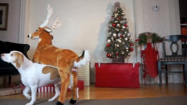 Dog Loves Reindeer Gift on Christmas: Cute Dog Maymo смотреть онлайн