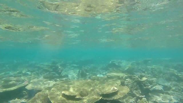 shark maldives - squali maldive смотреть онлайн