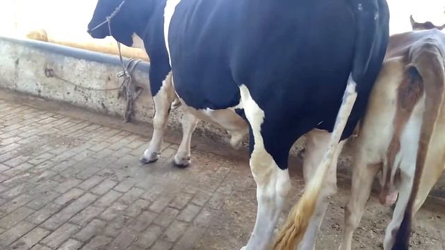 33 MAN LIVE WEIGHT HEAVIEST BULL EVER ABDUL WAHAB CATTLE FARM | HA GOATS смотреть онлайн