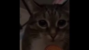 1 час Russia Russia Держава наша (Cat Version) #Cat